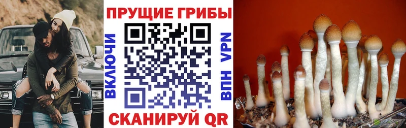 сайты даркнета Telegram Бронницы Псилоцибиновые грибы Magic Shrooms omg как войти